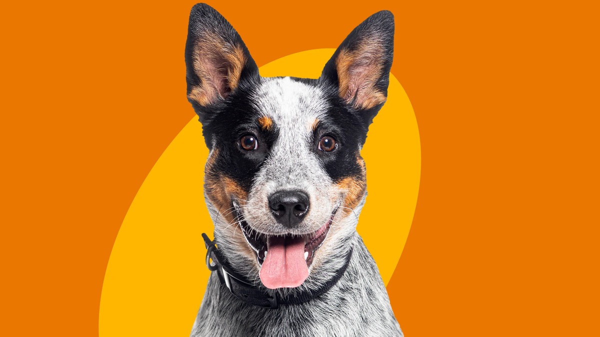 zesty paws product image