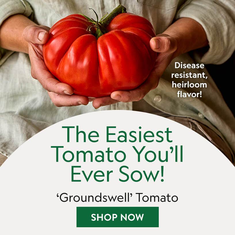 burpee seeds product image