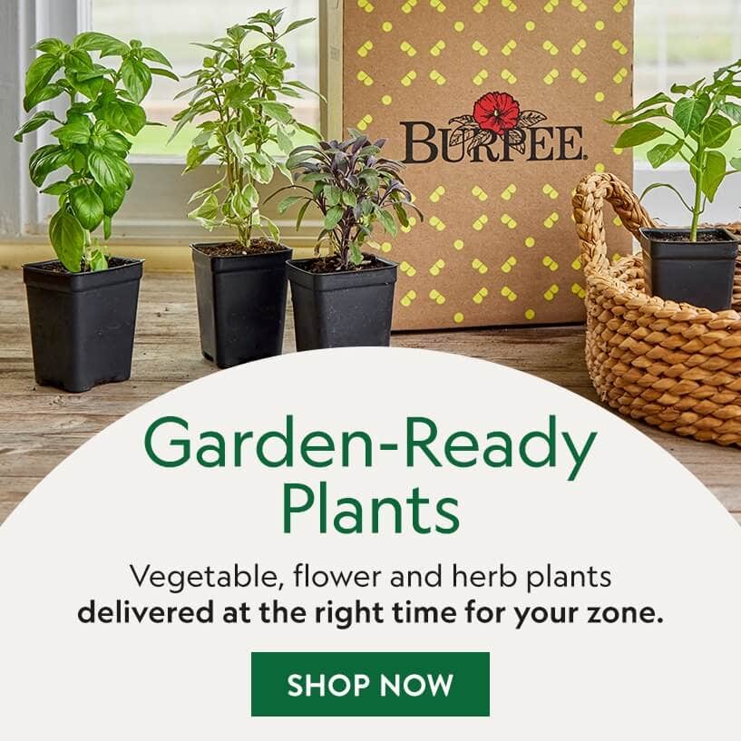 burpee seeds product image