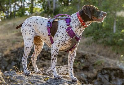 kurgo harness product image
